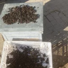 Algunes de les vespes capturades aquesta setmana per apicultors. - M.C. T.