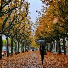Fulles a la Rambla Ferran de Lleida en una imatge d'arxiu.