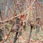 Els Costers del Moneixo, a Àreu, a 1.200 metres d’altitud. - MARC CODINAS