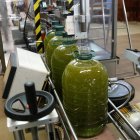 Oli verd acabat d'envasar a la Cooperativa del Camp de Cervià de les Garrigues.