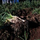 Manat de calçots de la IGP Calçot de Valls