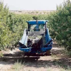 Imatge de l’inici de la campanya de recollida d’ametlles a l’agost en una finca de Sarroca de Lleida. - ACN