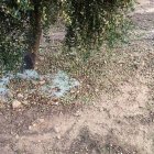 Olives tirades a terra per la pedra a començaments de mes a Seròs. - DEPARTAMENT D’AGRICULTURA