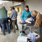 Gossos d'un poble del Pirineu donen sang per salvar la vida d'altres cànids