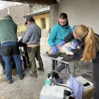 Més de seixanta gossos del Pallars Sobirà donen sang a Rialp - MARTA LUVICH/ACN