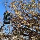 Els primers treballs de poda. - J.GÓMEZ