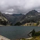 L’azalea (rododendre) i la carnívora violeta d’aigua (pinguicula grandiflora), a l’estany Negre. - CHE