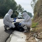 Efectius del cos d'Agents Rurals treballant diumenge al Parc Natural de Collserola per detectar casos de pesta porcina africana.