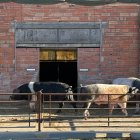 Una granja amb truges a Ventalló.