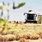 Una recol·lectora en un camp de secà. - MAGDALENA ALTISENT