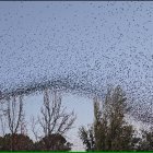 L’estol està format per milers d’exemplars.