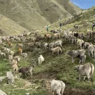 Recollida de vaques que van passar l’estiu a Llessui. - ACN