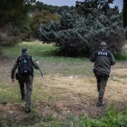 Agents rurals pentinen la zona de Collserola en el radi de 20 quilòmetres afectats per la pesta porcina africana. - ACN