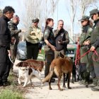 Agents del cos d'Agents Rurals, am homòlegs de Madrid i Andorra a punt per pentinar amb gossos una zona infectada per la PPA prop de Sabadell