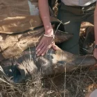 Fabiola Quesada mostra la banya d’un rinoceront. - RTVE