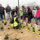 Una de les plantacions populars.