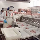 El sector porcí és una potència exportadora i té a la Xina un dels seus grans mercats. - ACN