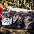 En la campanya 2023-2024 hi ha hagut 379 batudes a Lleida. - ACN