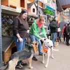 Peludos dona en acollida onze gossos i cinc gats