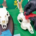 Els precintes s’utilitzen per documentar els trofeus de caça que són abatuts en les caceres. - GUÀRDIA CIVIL