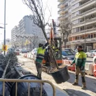 Ahir va començar la plantació dels 21 arbres que substitueixen els talats a Rovira Roure. - PAU PASCUAL