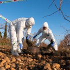 Efectius del cos d'Agents Rurals recullen un exemplar de porc senglar mort en una imatge del passat 12 de desembre.