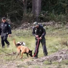 Batuda a la recerca de senglars a la zona dels 6 quilòmetres al voltant del focus de PPA. - ACN