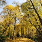 La creació de paisatges agroforestals més resilients es destaca com un àmbit clau per impulsar la bioeconomia a Catalunya