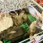 Animals en una explotació cunícola del Solsonès. - MAR MARTÍ