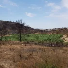 La zona afectada pels incendis envolta la plantació d’oliveres. - R.M.