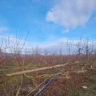 Altres pals estan inclinats, amb el risc d’acabar caient si no es posa solució. - A. M.