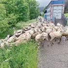 Imatge d’archiu deth ramat comunau de Vilamòs. - F.B.