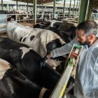 Un veterinari vacunant vaques a Girona. - ACN