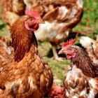 Les 230.000 gallines de l’explotació afectada pel focus a l’Urgell ja s’han començat a sacrificar. - GENERALITAT