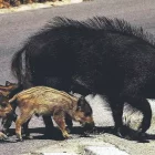 Un porc senglar creuant una carretera a Collserola
