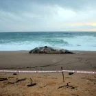 Un catxalot mort aparegut a Platja d’Aro. - ACN