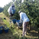 Imatge d’arxiu de treballadors en la recollida de la fruita. - SEGRE