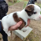 Tiren un cadell en una bossa a Fraga. La protectora Amigos Peludos Bajo Cinca té en custòdia un cadell que van tirar dilluns a la zona del riu a Fraga en una bossa amb una manta. - AMIGOS PELUDOS BAJO CINCA