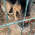 Un dels gossos a Oliola.