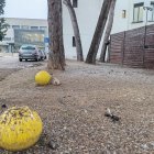 Las heces de pájaros cubren por completo el suelo de esta zona del recinto del Santa Maria.