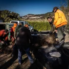 Caçadors recollint diversos exemplars de senglars abatuts. - ACN