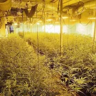 Una plantació de marihuana desmantellada l’agost passat en una casa a Castellnou de Seana. - MOSSOS