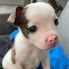 Un cadell rescatat per la protectora Amigos Peludos del Bajo Cinca de Seròs.