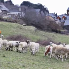 Imatge d’archiu deth ramat en tot pèisher en entorn deth pòble damb eth pastor.