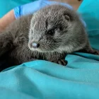 La llúdria rescatada a Tremp, al centre de fauna del Pont de Suert. - CENTRE DE FAUNA DEL PONT DE SUERT