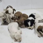 Els cadells, en dependències municipals després de ser rescatats.