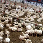 Els costos energètics són molt importants a les granges. - ACN