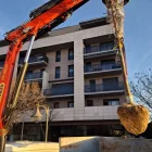 Un dels arbres que es van plantar a Pardinyes. - AJUNTAMENT DE LLEIDA