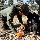 Un productor mostra dos exemplars de tòfona negra recollits en una plantació controlada. - MAR MARTÍ/ACN