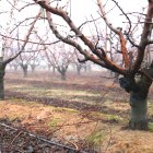 Arbre fruiter amb les branques rosegades per conills.